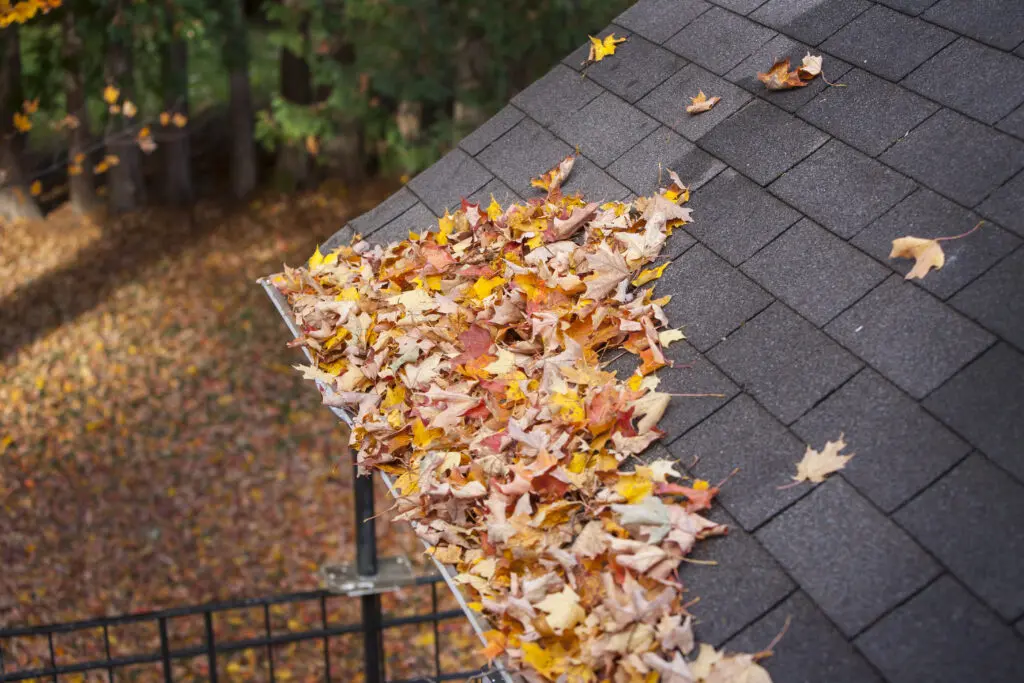 Clogged gutters with fall leaves