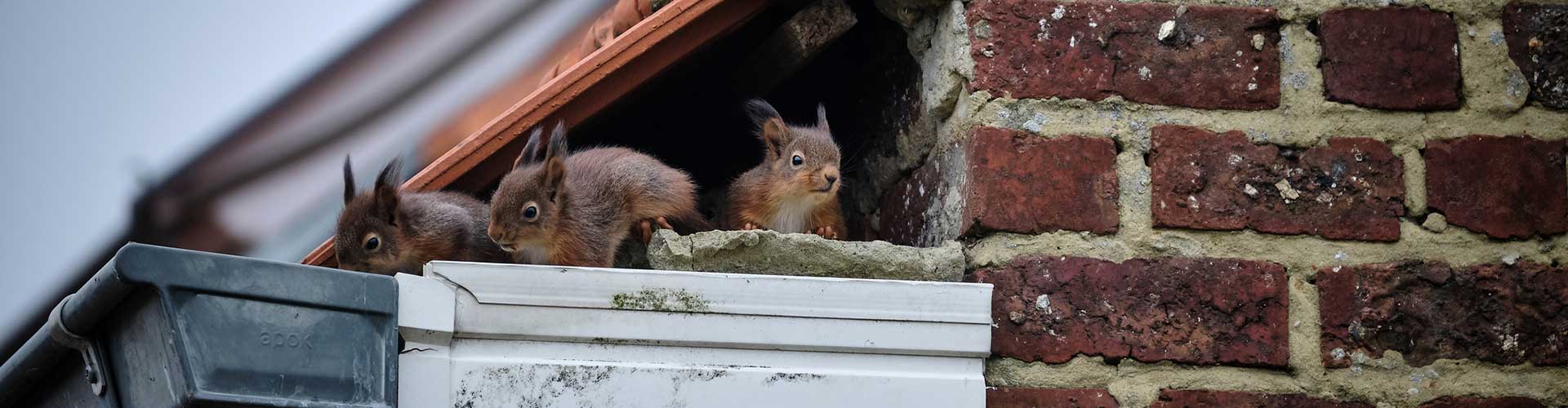 A family of curious squirrels made its nest in a high gutter, right in a gap underneath the tiles of the roof and next to the uppermost part of the brick wall. Every day at the same time, the mother leaves the nest, while the lovely babies wait for her.