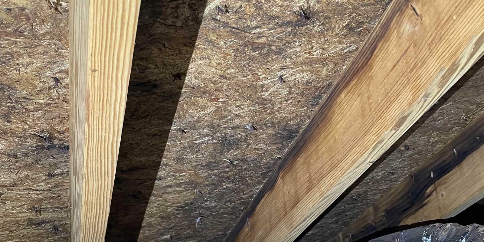 Black mold growing in attic on roof sheeting and joists
